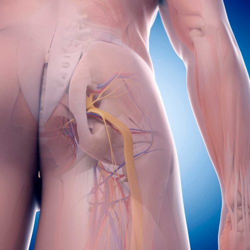 siyatik sinirin anatomik olarak çıkış yeri ve izlediği yol